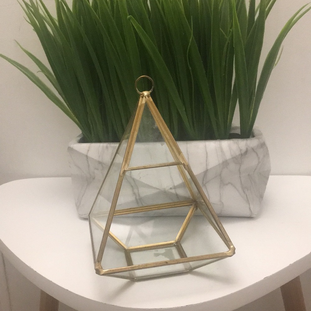 Small Gold Plant Teranium